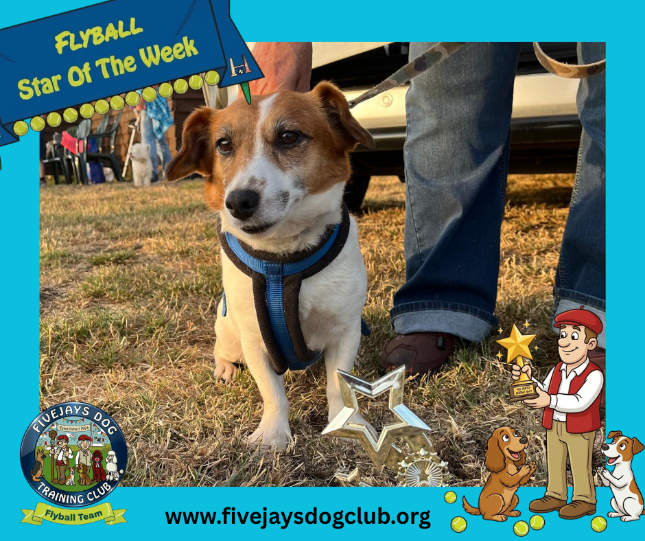 Minnie – Flyball Star Of The Week
