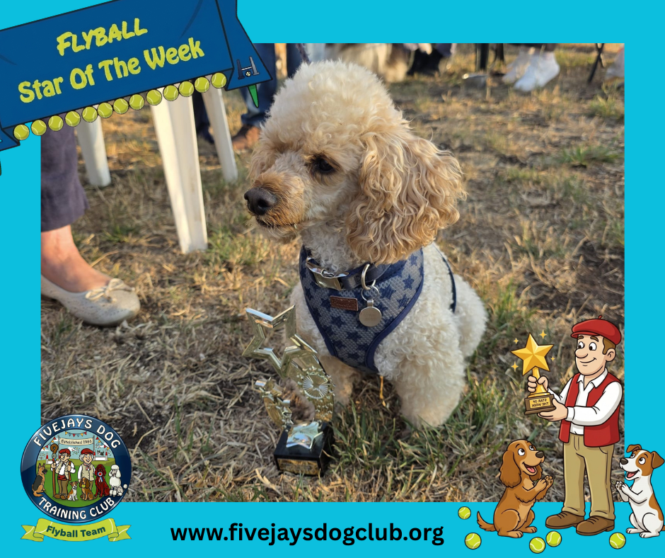 Louis – Flyball Star Of The Week