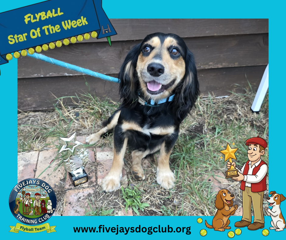Biff – Flyball Star Of The Week