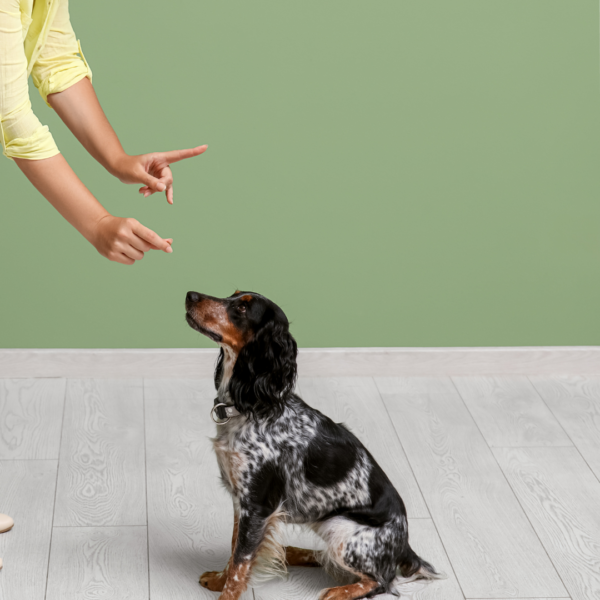 Obedience Class