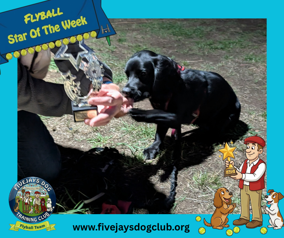Bailey – Flyball Star Of The Week
